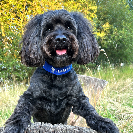 Team GB Triomphe Logo Dog Collar